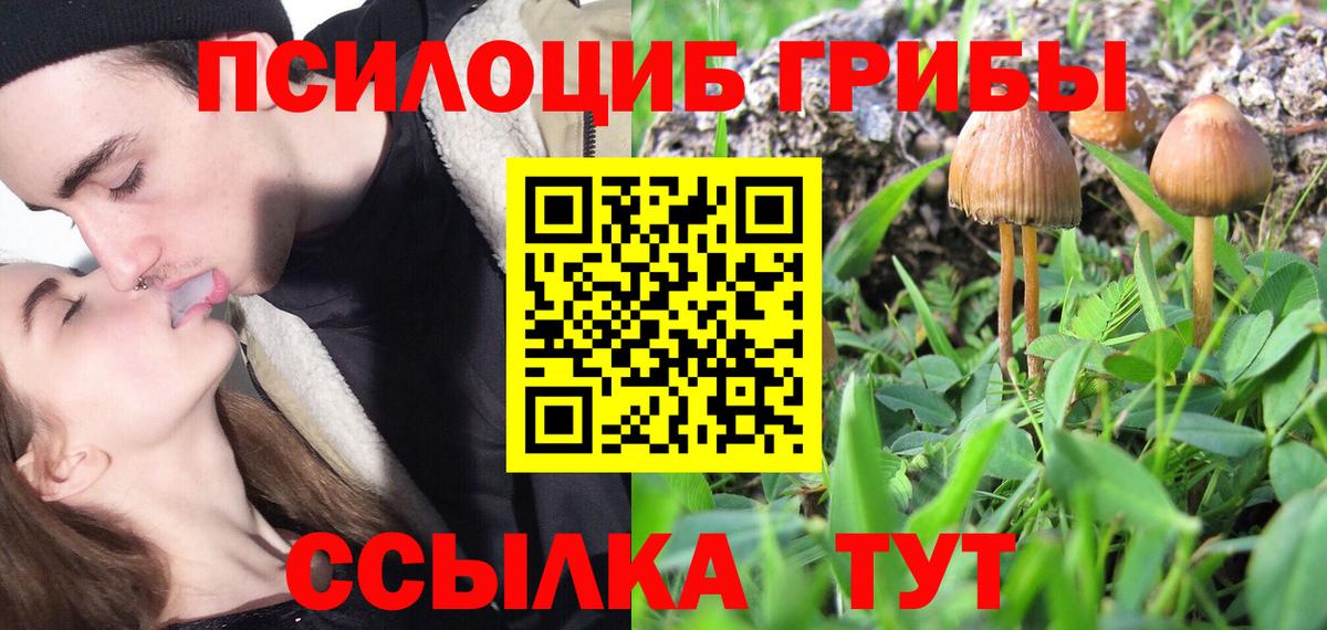 Псилоцибиновые грибы Psilocybe Ливны